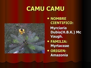 CAMU CAMU NOMBRE CIENTIFICO: Myrciaria Dubia(H.B.K.) Mc Vaugh. FAMILIA:  Myrtaceae ORIGEN:   Amazonia 