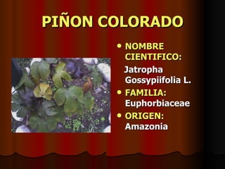 PIÑON COLORADO NOMBRE CIENTIFICO: Jatropha Gossypiifolia L. FAMILIA:  Euphorbiaceae ORIGEN:   Amazonia 