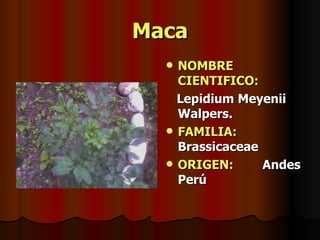 Maca NOMBRE CIENTIFICO: Lepidium Meyenii Walpers. FAMILIA:  Brassicaceae ORIGEN:   Andes Perú 