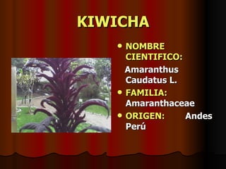 KIWICHA NOMBRE CIENTIFICO: Amaranthus Caudatus L. FAMILIA:  Amaranthaceae ORIGEN:   Andes Perú 