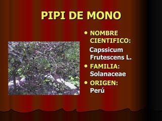 PIPI DE MONO NOMBRE CIENTIFICO: Capssicum Frutescens L. FAMILIA:  Solanaceae ORIGEN:   Perú 