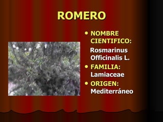 ROMERO NOMBRE CIENTIFICO: Rosmarinus Officinalis L. FAMILIA:  Lamiaceae ORIGEN:  Mediterráneo 