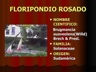 FLORIPONDIO ROSADO NOMBRE CIENTIFICO: Brugmancia suaveolens(Willd) Brech & Presl. FAMILIA:  Solanaceae ORIGEN:  Sudamérica 