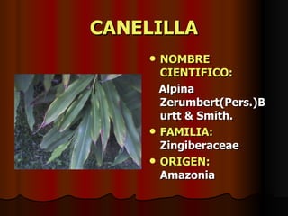 CANELILLA NOMBRE CIENTIFICO: Alpina Zerumbert(Pers.)Burtt & Smith. FAMILIA:  Zingiberaceae ORIGEN:   Amazonia 