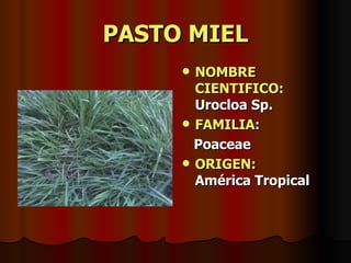 PASTO MIEL NOMBRE CIENTIFICO:  Urocloa Sp. FAMILIA:   Poaceae ORIGEN:   América Tropical 