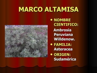 MARCO ALTAMISA NOMBRE CIENTIFICO: Ambrosia Peruviana Willdenow. FAMILIA:  Asteracea ORIGEN:  Sudamérica 