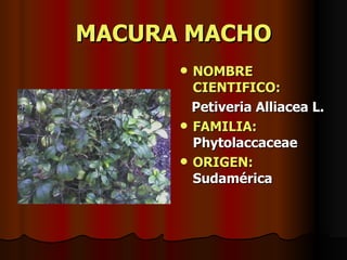 MACURA MACHO NOMBRE CIENTIFICO: Petiveria Alliacea L. FAMILIA:  Phytolaccaceae ORIGEN:  Sudamérica 