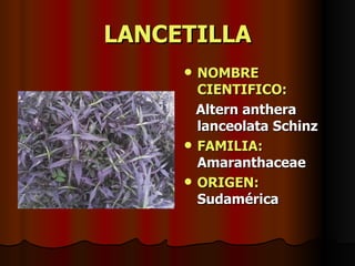 LANCETILLA NOMBRE CIENTIFICO: Altern anthera lanceolata Schinz FAMILIA:  Amaranthaceae ORIGEN:  Sudamérica 