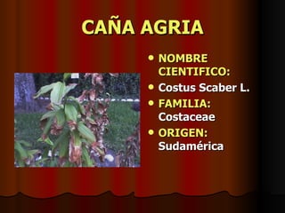 CAÑA AGRIA NOMBRE CIENTIFICO: Costus Scaber L. FAMILIA:  Costaceae ORIGEN:  Sudamérica 