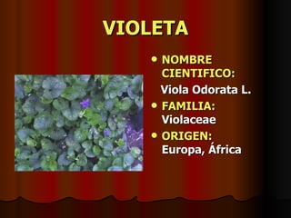 VIOLETA NOMBRE CIENTIFICO: Viola Odorata L. FAMILIA:   Violaceae ORIGEN:   Europa, África 