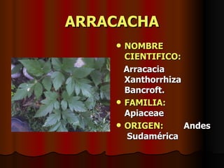 ARRACACHA NOMBRE CIENTIFICO: Arracacia Xanthorrhiza Bancroft. FAMILIA:   Apiaceae ORIGEN:   Andes  Sudamérica 