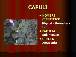 CAPULI NOMBRE CIENTIFICO: Physalia Peruviana L. FAMILIA:  Solanaceae ORIGEN:   Amazonia 