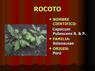 ROCOTO NOMBRE CIENTIFICO: Capsicum Pubescens R. & P. FAMILIA:  Solanaceae ORIGEN:   Perú 
