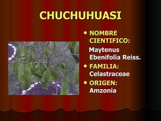 CHUCHUHUASI NOMBRE CIENTIFICO: Maytenus Ebenifolia Reiss. FAMILIA:  Celastraceae ORIGEN:   Amzonia 