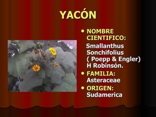 YACÓN NOMBRE CIENTIFICO: Smallanthus Sonchifolius ( Poepp & Engler) H Robinsón. FAMILIA:  Asteraceae ORIGEN:  Sudamerica 