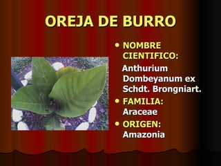 OREJA DE BURRO NOMBRE CIENTIFICO: Anthurium Dombeyanum ex Schdt. Brongniart. FAMILIA:   Araceae ORIGEN:   Amazonia 