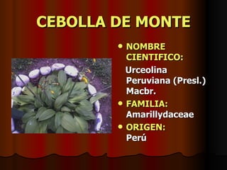 CEBOLLA DE MONTE NOMBRE CIENTIFICO: Urceolina Peruviana (Presl.) Macbr. FAMILIA:  Amarillydaceae ORIGEN:   Perú 