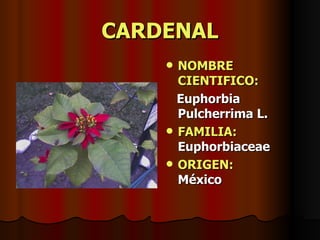 CARDENAL NOMBRE CIENTIFICO: Euphorbia Pulcherrima L. FAMILIA:  Euphorbiaceae ORIGEN:   México 