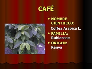 CAFÉ NOMBRE CIENTIFICO: Coffea Arabica L. FAMILIA:  Rubiaceae ORIGEN:   Kenya 