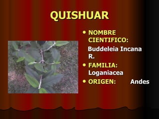 QUISHUAR NOMBRE CIENTIFICO: Buddeleia Incana R. FAMILIA:  Loganiacea ORIGEN:   Andes 