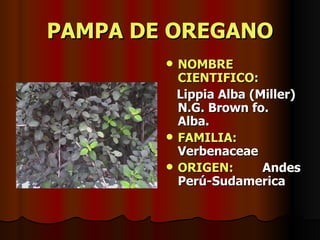 PAMPA DE OREGANO NOMBRE CIENTIFICO: Lippia Alba (Miller) N.G. Brown fo. Alba. FAMILIA:  Verbenaceae ORIGEN:   Andes Perú-Sudamerica 