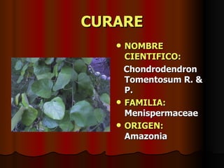 CURARE NOMBRE CIENTIFICO: Chondrodendron Tomentosum R. & P. FAMILIA:  Menispermaceae ORIGEN:   Amazonia 