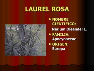 LAUREL ROSA NOMBRE CIENTIFICO: Nerium Oleander L. FAMILIA:  Apocynaceae ORIGEN:   Europa 