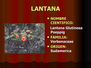 LANTANA NOMBRE CIENTIFICO: Lantana Glutinosa Poeppig FAMILIA:  Verbenaceae ORIGEN:  Sudamerica 