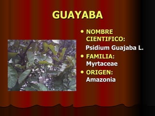 GUAYABA NOMBRE CIENTIFICO: Psidium Guajaba L. FAMILIA:  Myrtaceae ORIGEN:   Amazonia 