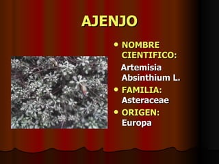 AJENJO NOMBRE CIENTIFICO: Artemisia Absinthium L. FAMILIA:  Asteraceae ORIGEN:   Europa 