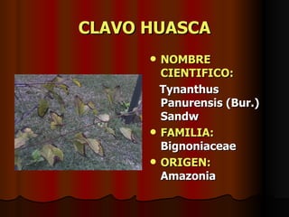 CLAVO HUASCA NOMBRE CIENTIFICO: Tynanthus Panurensis (Bur.) Sandw FAMILIA:  Bignoniaceae ORIGEN:   Amazonia 