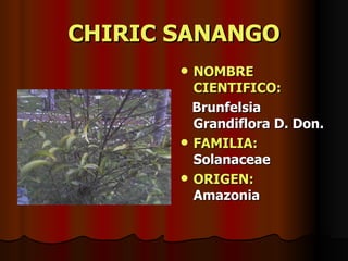 CHIRIC SANANGO NOMBRE CIENTIFICO: Brunfelsia Grandiflora D. Don. FAMILIA:  Solanaceae ORIGEN:   Amazonia 