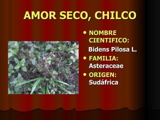 AMOR SECO, CHILCO NOMBRE CIENTIFICO: Bidens Pilosa L. FAMILIA:  Asteraceae ORIGEN:   Sudáfrica 
