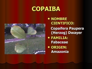 COPAIBA NOMBRE CIENTIFICO: Copaifera Paupera (Herzog) Dwayer FAMILIA:   Fabaceae ORIGEN:   Amazonia 
