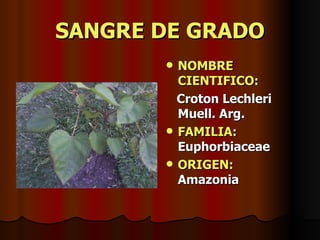 SANGRE DE GRADO NOMBRE CIENTIFICO: Croton Lechleri Muell. Arg. FAMILIA:  Euphorbiaceae ORIGEN:   Amazonia 