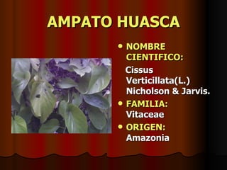 AMPATO HUASCA NOMBRE CIENTIFICO: Cissus Verticillata(L.) Nicholson & Jarvis. FAMILIA:   Vitaceae ORIGEN:   Amazonia 