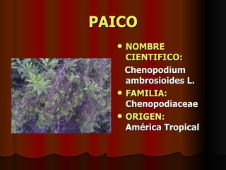 PAICO NOMBRE CIENTIFICO: Chenopodium ambrosioides L. FAMILIA:  Chenopodiaceae ORIGEN:  América Tropical 