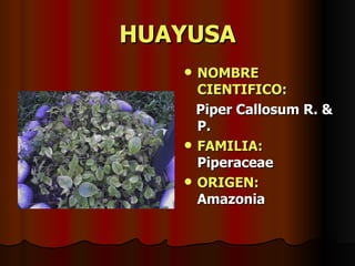 HUAYUSA NOMBRE CIENTIFICO: Piper Callosum R. & P. FAMILIA:  Piperaceae ORIGEN:   Amazonia 