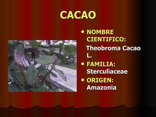 CACAO NOMBRE CIENTIFICO: Theobroma Cacao L. FAMILIA:  Sterculiaceae ORIGEN:   Amazonia 