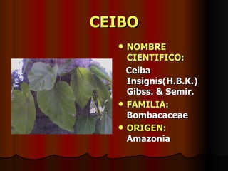 CEIBO NOMBRE CIENTIFICO: Ceiba Insignis(H.B.K.) Gibss. & Semir. FAMILIA:  Bombacaceae ORIGEN:   Amazonia 