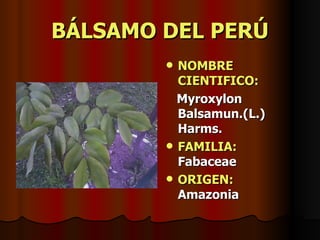BÁLSAMO DEL PERÚ NOMBRE CIENTIFICO: Myroxylon Balsamun.(L.) Harms. FAMILIA:   Fabaceae ORIGEN:   Amazonia 