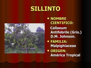 SILLINTO NOMBRE CIENTIFICO: Callaeum Antifebrile (Gris.) D.M. Johnson.  FAMILIA:  Malpighiaceae ORIGEN:   América Tropical 