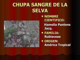 CHUPA SANGRE DE LA SELVA NOMBRE CIENTIFICO: Hamelia Pantens Jacq. FAMILIA:  Rubiaceae ORIGEN:   América Tropical 
