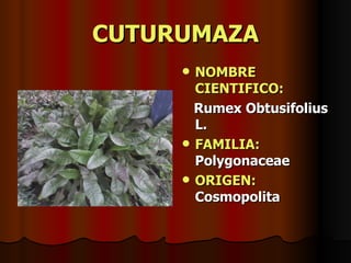 CUTURUMAZA NOMBRE CIENTIFICO: Rumex Obtusifolius L. FAMILIA:  Polygonaceae ORIGEN:  Cosmopolita 