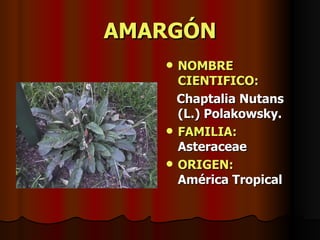 AMARGÓN NOMBRE CIENTIFICO: Chaptalia Nutans (L.) Polakowsky. FAMILIA:  Asteraceae ORIGEN:   América Tropical 