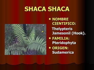 SHACA SHACA NOMBRE CIENTIFICO: Thelypteris Jamesonil (Hook). FAMILIA:  Pteridophyta ORIGEN:  Sudamerica 