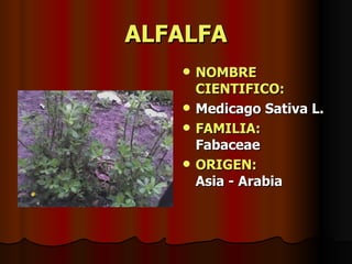 ALFALFA NOMBRE CIENTIFICO: Medicago Sativa L. FAMILIA:   Fabaceae ORIGEN:   Asia - Arabia 