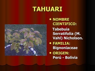 TAHUARI NOMBRE CIENTIFICO: Tabebuia Serratifolia (M. Vahl) Nicholson. FAMILIA:  Bignoniaceae ORIGEN:   Perú - Bolivia 