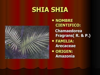 SHIA SHIA NOMBRE CIENTIFICO: Chamaedorea Fragrans( R. & P.) FAMILIA:  Arecaceae ORIGEN:   Amazonia 