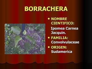 BORRACHERA NOMBRE CIENTIFICO: Ipomea Carnea Jacquin. FAMILIA:  Convolvulaceae ORIGEN:  Sudamerica 